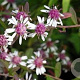 Aster l. 'Horizontalis' GM P9 BIO