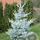 Picea pungens 'Edith' 175-200 cm met kluit
