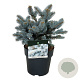 Picea pungens 'Glauca Globosa' 20-25 cm 5,0L