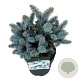 Picea pungens 'Glauca Globosa' 20-25 cm 5,0L