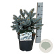 Picea pungens 'Glauca Globosa' 20-25 cm 5,0L