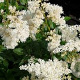 Astilbe (A) 'Brautschleier' GM P9 BIO