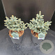 Picea pungens 'Glauca Globosa' 30-35 cm 7,5L