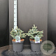 Picea pungens 'Glauca Globosa' 30-35 cm 7,5L