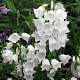 Campanula pers. 'Grandiflora Alba' GM P9 BIO