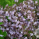 Campanula posch. 'Lisduggan Var.' GM P9 BIO