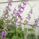 Campanula rapunculoides GM P9 BIO