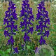 Delphinium (P) 'Black Knight' GM P9 BIO