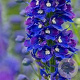 Delphinium (P) 'King Arthur' GM P9 BIO