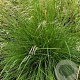 Deschampsia cesp. 'Bronzeschleier' GM P9 BIO