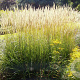 Deschampsia cesp. 'Goldschleier' GM P9 BIO
