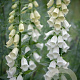 Digitalis purp. 'Alba' GM P9 BIO