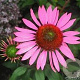 Echinacea p. 'Pica Bella' GM P9 BIO