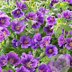 Geranium 'Blue Blood' GM P9 BIO
