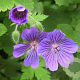 Geranium magnificum GM P9 BIO
