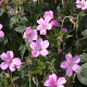 Geranium ox. 'Rosenlicht' GM P9 BIO