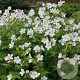 Geranium sylv. 'Album' GM P9 BIO