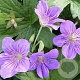 Geranium wlassovianum GM P9 BIO