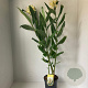 Hedychium densiflorum 80-100 cm 7,5L