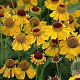 Helenium 'Wyndley' GM P9 BIO