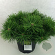 Pinus dens. 'Jane Kluis' 40-50 cm 7,5L