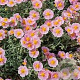 Helianthemum 'Rhodanthe Carneum' GM P9 BIO