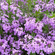 Hesperis matronalis GM P9 BIO