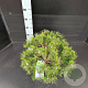 Pinus dens. 'Low Glow' 40-50 cm 7,5L