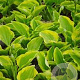 Hosta 'Golden Tiara' GM P9 BIO