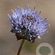 Jasione montana GM P9 BIO
