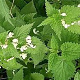 Lamium mac. 'Album' GM P9 BIO