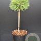 Pinus dens. 'Low Glow' 40 cm stam 7,5L