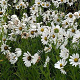 Leucanthemella serotina GM P9 BIO