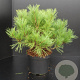 Pinus dens. 'Umbraculifera' 40-50 cm 7,5L