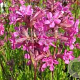 Lychnis viscaria 'Splendens' GM P9 BIO