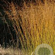 Molinia arund. 'Skyracer' GM P9 BIO