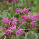 Monarda 'Croftway Pink' GM P9 BIO