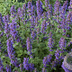 Nepeta 'Senior' GM P9 BIO
