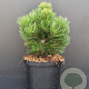 Pinus heldreichii 'Compact Gem' 25-30 cm 5,0L