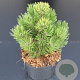 Pinus heldreichii 'Compact Gem' 25-30 cm 5,0L