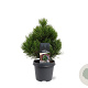 Pinus heldreichii 'Compact Gem' 30-40 cm 5,0L