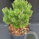 Pinus heldreichii 'Compact Gem' 30-40 cm 5,0L
