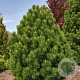 Pinus heldreichii 'Compact Gem' 30-40 cm 5,0L