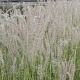 Pennisetum or. 'Tall Tails' GM P9 BIO