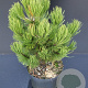 Pinus heldreichii 'Compact Gem' 40-50 cm 5,0L