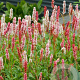 Persicaria aff. 'Darjeeling Red' GM P9 BIO