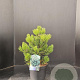Pinus heldreichii 'Compact Gem' 40-50 cm 7,5L