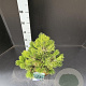Pinus heldreichii 'Compact Gem' 40-50 cm 7,5L
