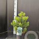 Pinus heldreichii 'Compact Gem' 40-50 cm 7,5L