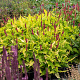 Persicaria a. 'Golden Arrow' GM P9 BIO